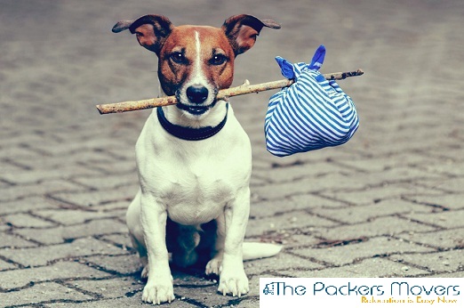 Factors One Must Pay Attention When It Comes To Pet Relocation