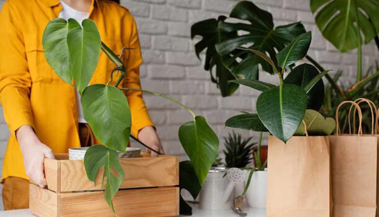 move-your-plants-safely-from-bangalore-using-these-smart-plants-self-moving-tips