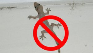 How To Get Rid Of Lizards At Home Permanently!