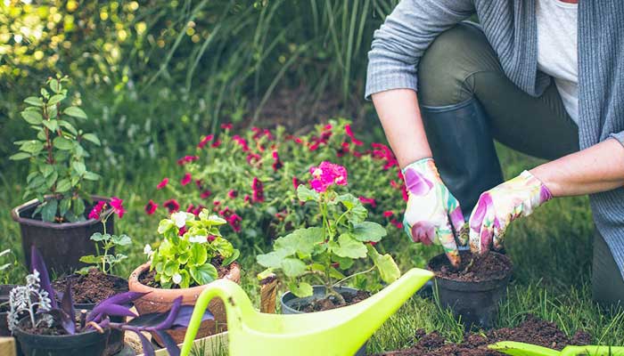 Best Home Gardening Tips for Beginners in India! - The Packers Movers -  Official Blog