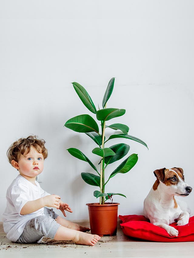 8 Toxic Indoor Plants for Pets and Children